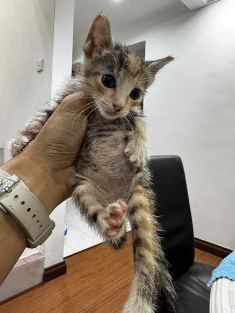 Sk Kittens - Domestic Short Hair Cat