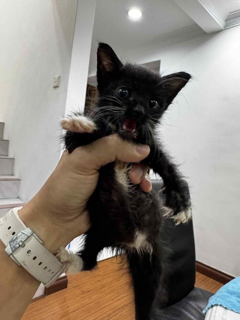 Sk Kittens - Domestic Short Hair Cat