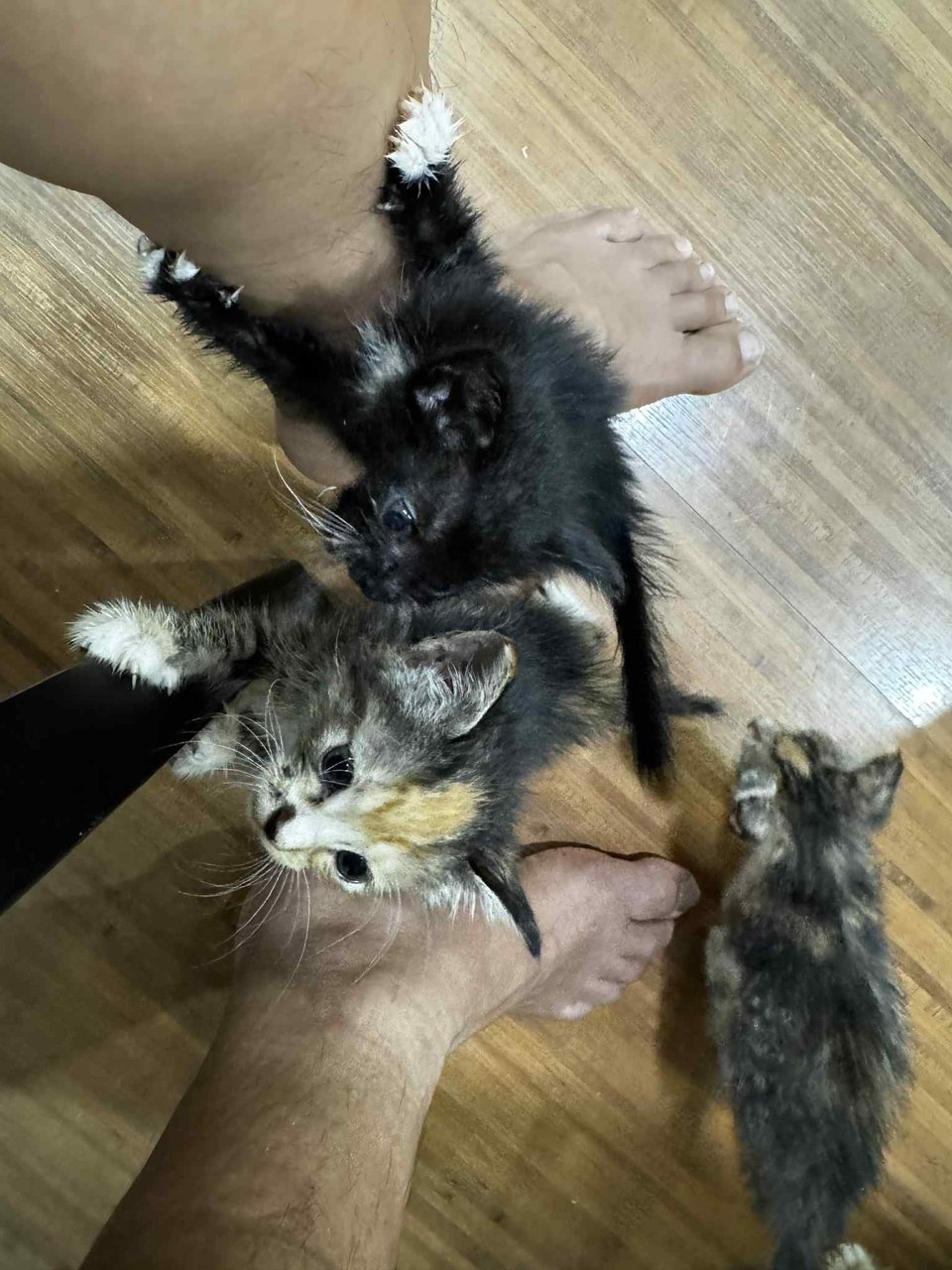 Sk Kittens - Domestic Short Hair Cat