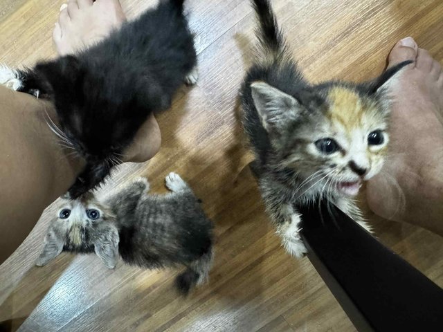 Sk Kittens - Domestic Short Hair Cat