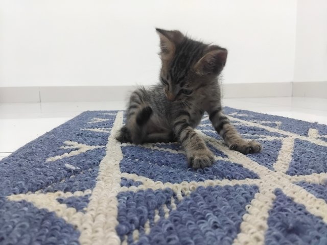 PF141718 - Domestic Short Hair Cat