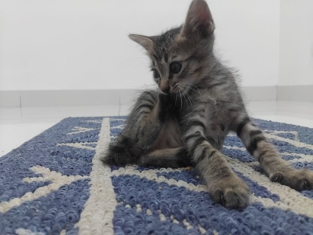 PF141718 - Domestic Short Hair Cat