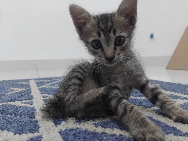 PF141718 - Domestic Short Hair Cat