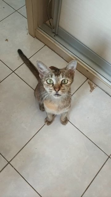 Mother Of 3 Playful Baby Cats - Domestic Short Hair Cat