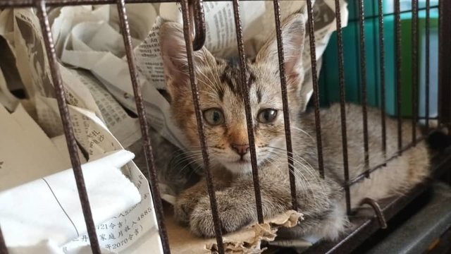 Brown-grey tabby ( boy )