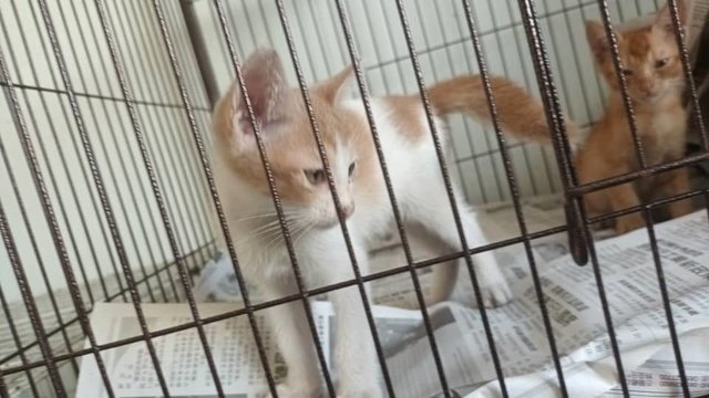 Orange white ( gal )
