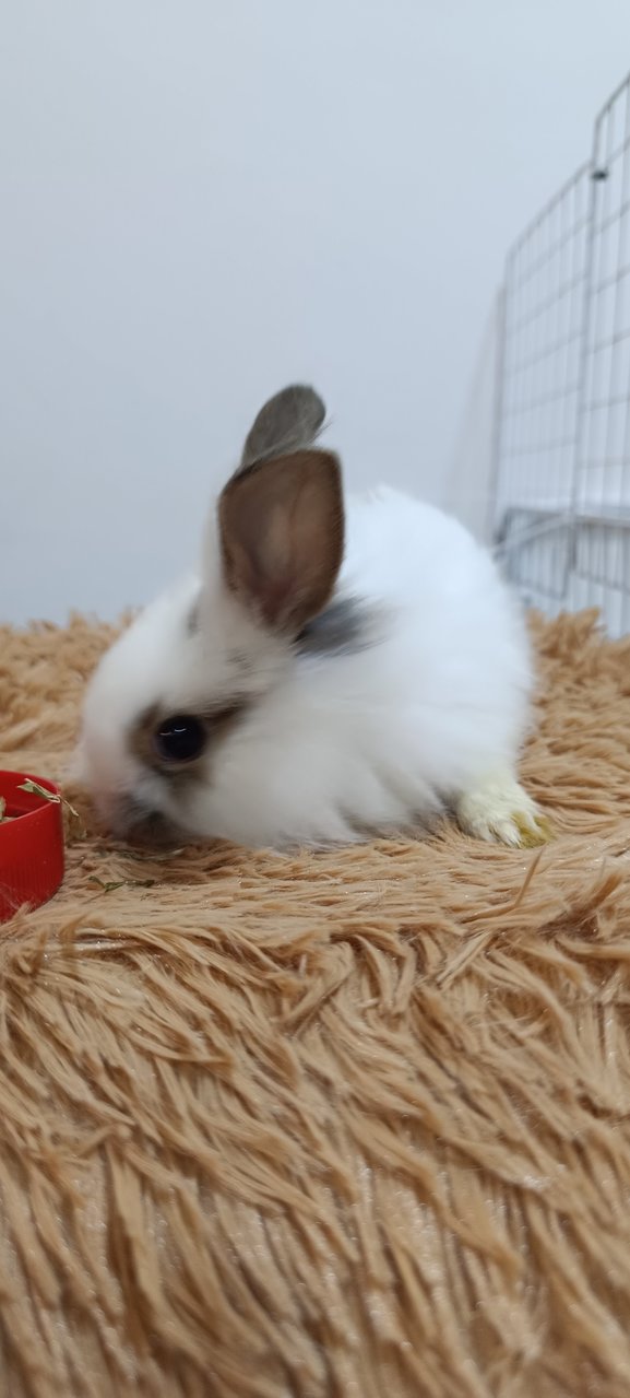 Furball - Mini Rex + Lionhead Rabbit