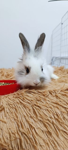 Furball - Mini Rex + Lionhead Rabbit