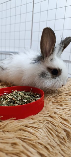 Furball - Mini Rex + Lionhead Rabbit