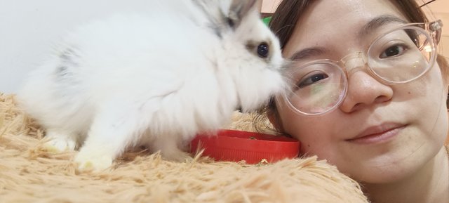 Furball - Mini Rex + Lionhead Rabbit