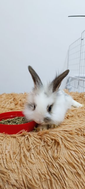 Furball - Mini Rex + Lionhead Rabbit