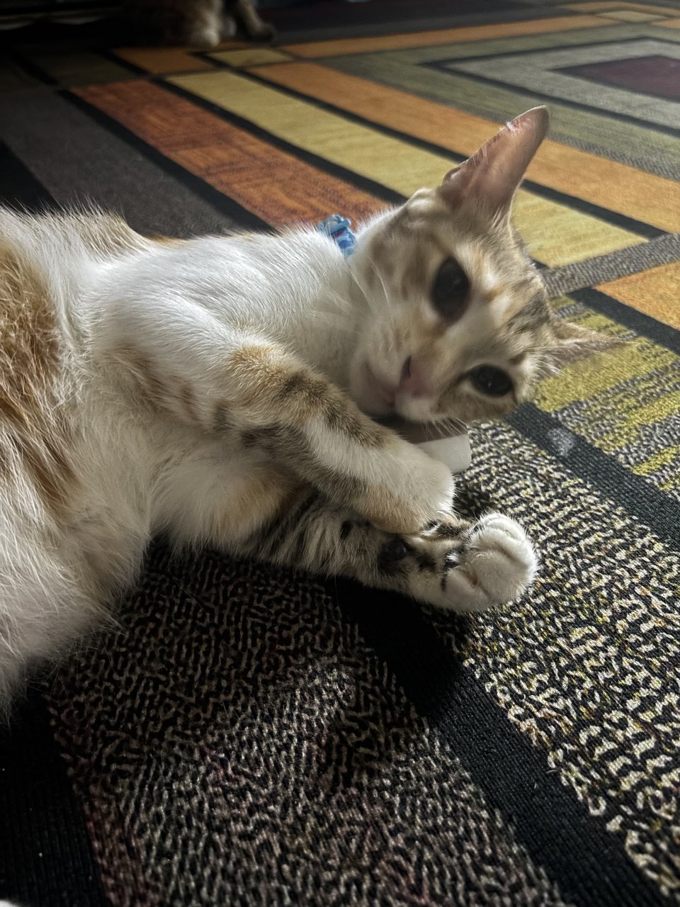 Peanut &amp; Kyo - Domestic Short Hair + Bobtail Cat