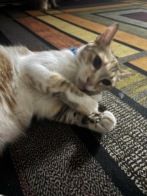 Peanut &amp; Kyo - Domestic Short Hair + Bobtail Cat