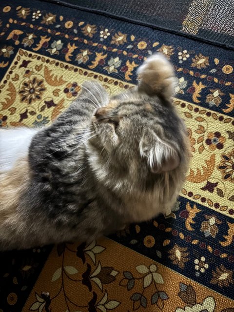 Peanut &amp; Kyo - Domestic Short Hair + Bobtail Cat