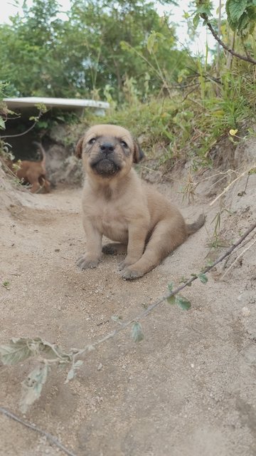 Gold Treasure 5pups - Mixed Breed Dog