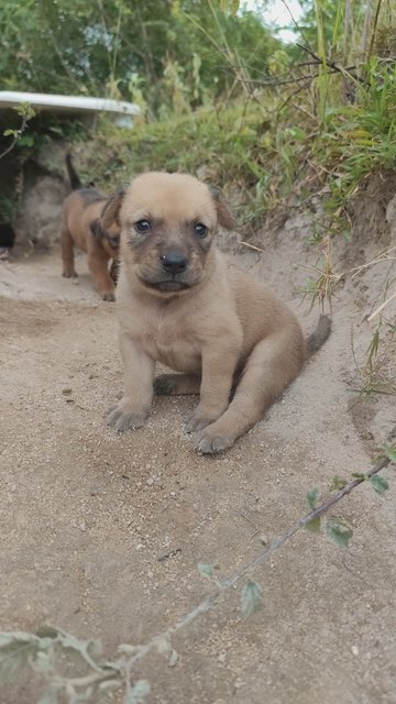 Gold Treasure 5pups - Mixed Breed Dog