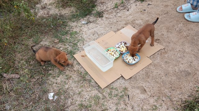 Gold Treasure 5pups - Mixed Breed Dog
