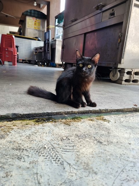 Christopher  - Domestic Long Hair Cat
