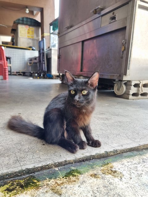 Christopher  - Domestic Long Hair Cat