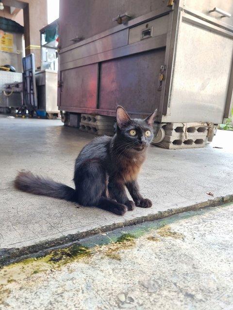 Christopher  - Domestic Long Hair Cat