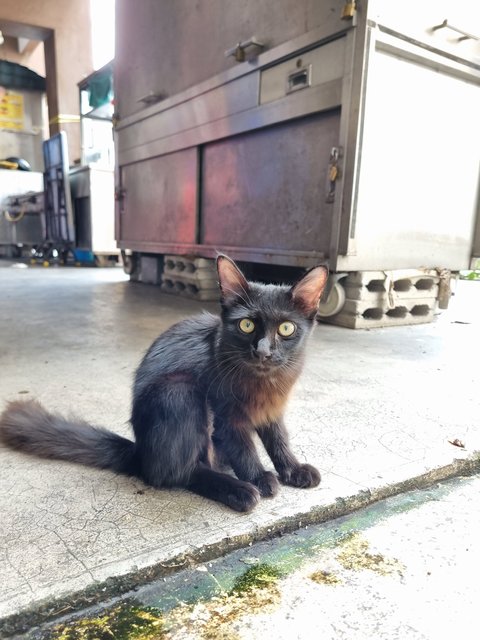 Christopher  - Domestic Long Hair Cat