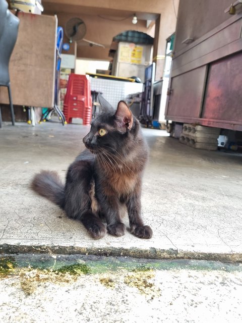 Christopher  - Domestic Long Hair Cat