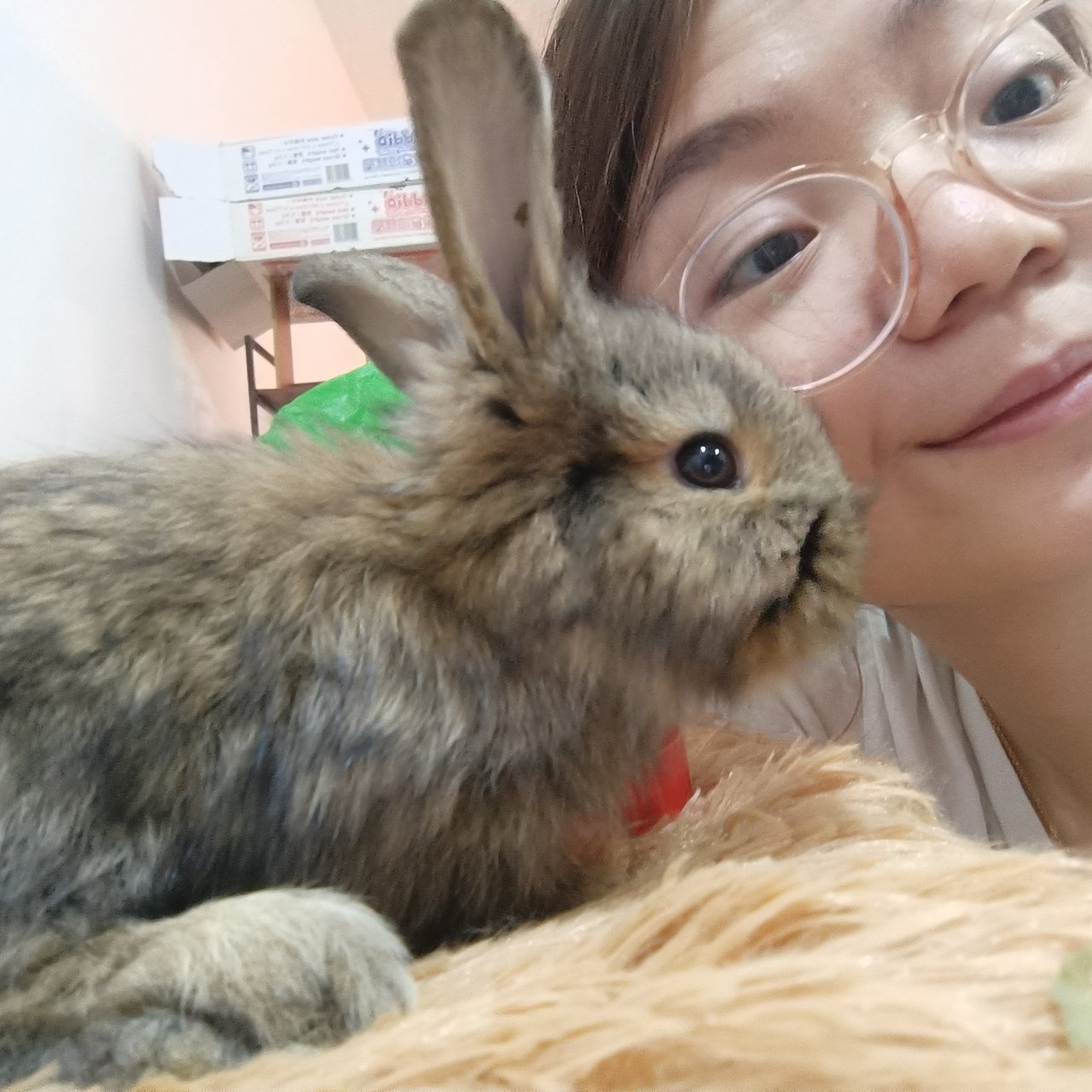 Bambi, Thumper And Flower - Mini Rex + Lionhead Rabbit