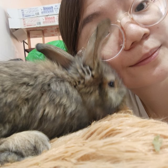 Bambi, Thumper And Flower - Mini Rex + Lionhead Rabbit