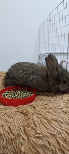 Bambi, Thumper And Flower - Mini Rex + Lionhead Rabbit