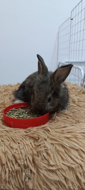 Bambi, Thumper And Flower - Mini Rex + Lionhead Rabbit
