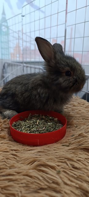 Bambi, Thumper And Flower - Mini Rex + Lionhead Rabbit