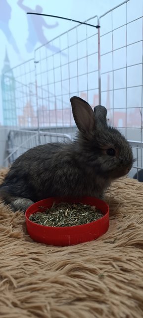 Bambi, Thumper And Flower - Mini Rex + Lionhead Rabbit