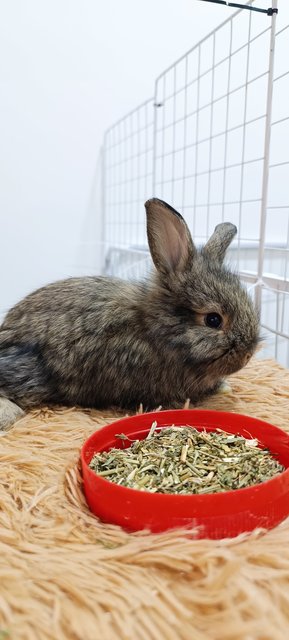 Bambi, Thumper And Flower - Mini Rex + Lionhead Rabbit
