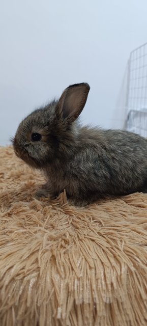 Bambi, Thumper And Flower - Mini Rex + Lionhead Rabbit