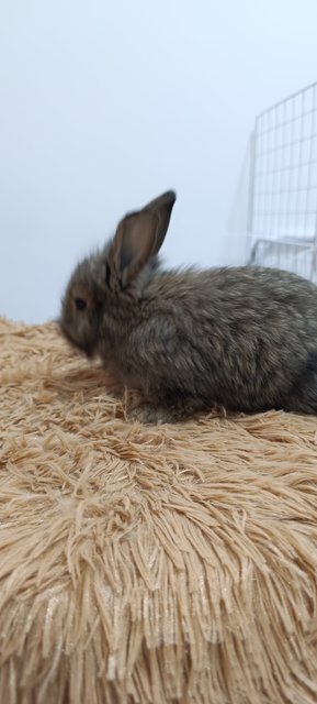 Bambi, Thumper And Flower - Mini Rex + Lionhead Rabbit