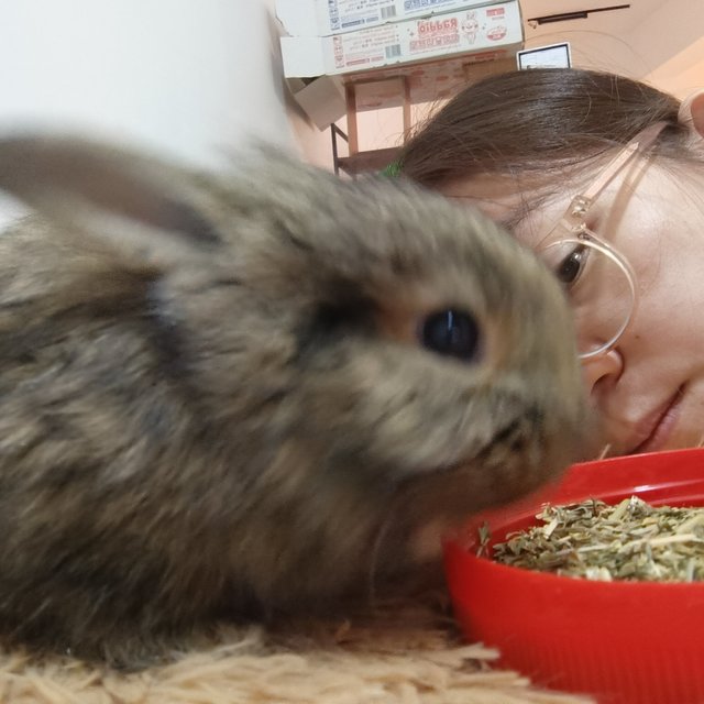 Bambi, Thumper And Flower - Mini Rex + Lionhead Rabbit