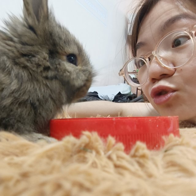 Bambi, Thumper And Flower - Mini Rex + Lionhead Rabbit