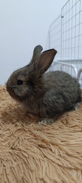 Bambi, Thumper And Flower - Mini Rex + Lionhead Rabbit