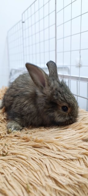 Bambi, Thumper And Flower - Mini Rex + Lionhead Rabbit