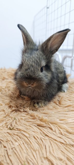 Bambi, Thumper And Flower - Mini Rex + Lionhead Rabbit