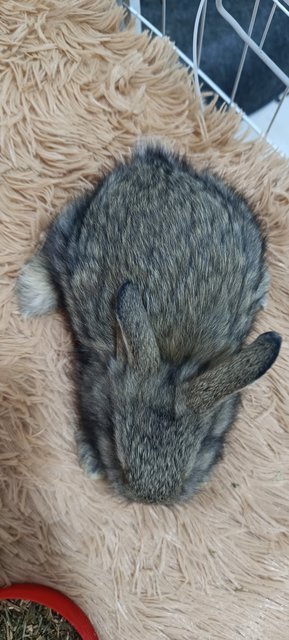 Bambi, Thumper And Flower - Mini Rex + Lionhead Rabbit