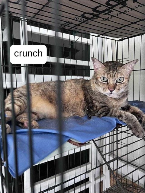 Koko, Crunch And Honey - Domestic Long Hair + Domestic Medium Hair Cat