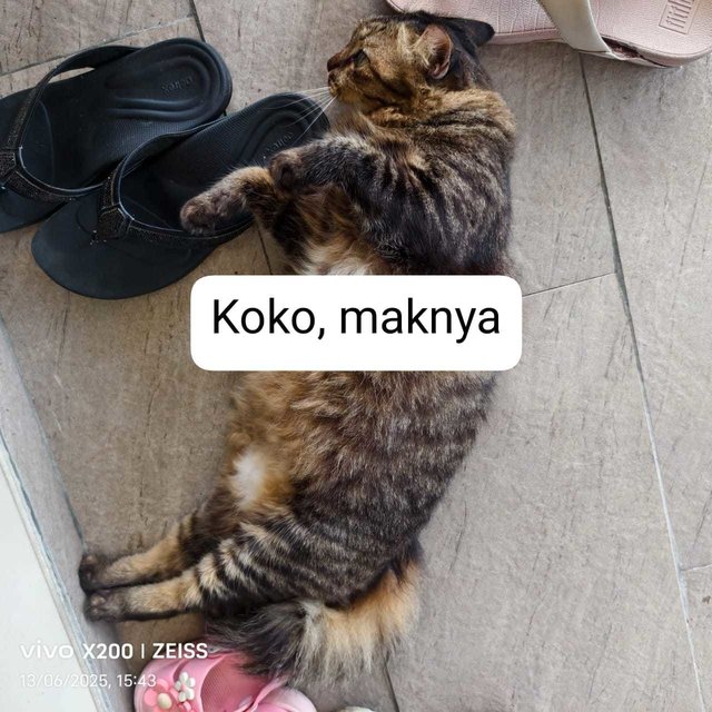 Koko, Crunch And Honey - Domestic Long Hair + Domestic Medium Hair Cat