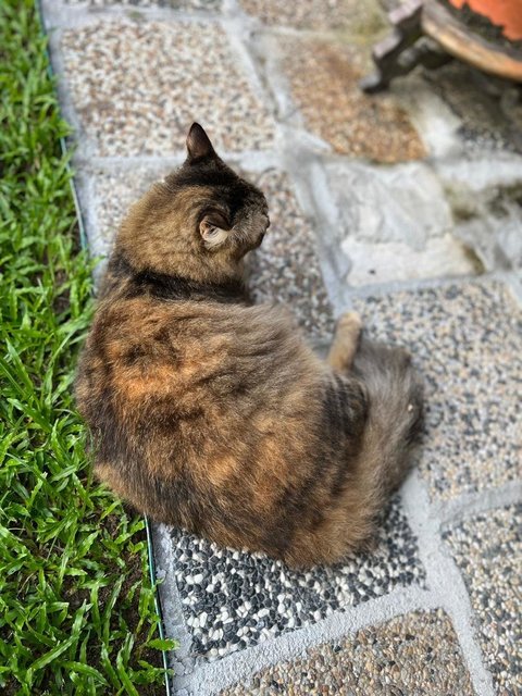 Koko, Crunch And Honey - Domestic Long Hair + Domestic Medium Hair Cat