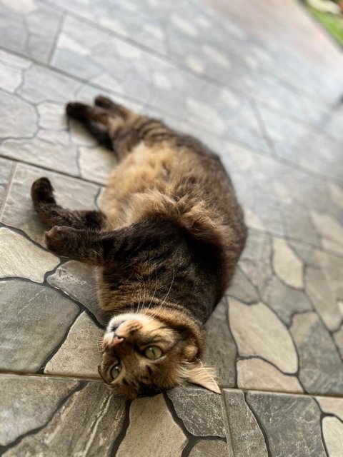 Koko, Crunch And Honey - Domestic Long Hair + Domestic Medium Hair Cat