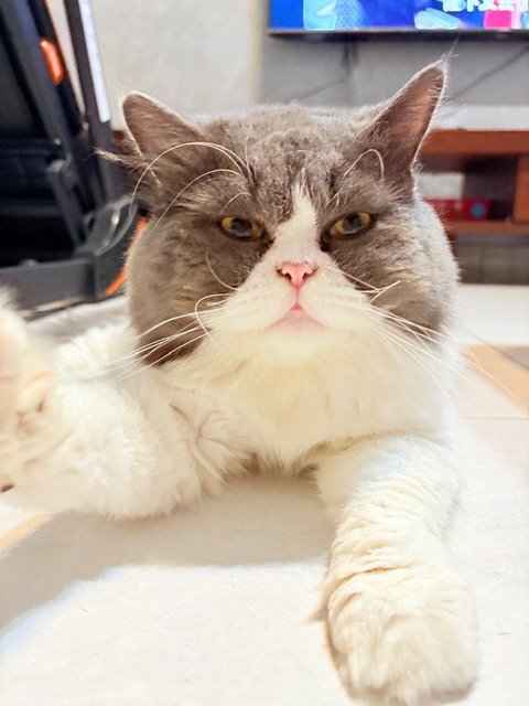 Kimchi - Persian Cat