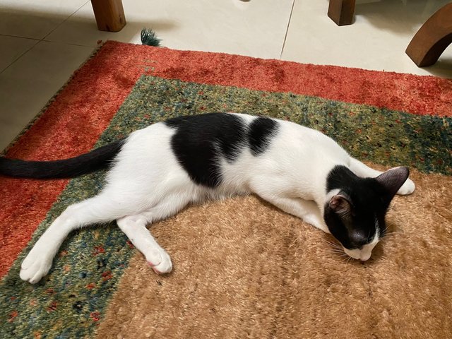 Georgie (Gong Xi) - Domestic Short Hair Cat