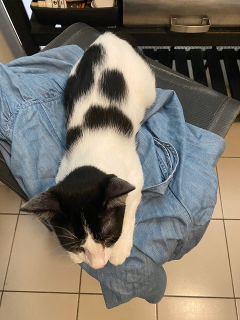 Georgie (Gong Xi) - Domestic Short Hair Cat
