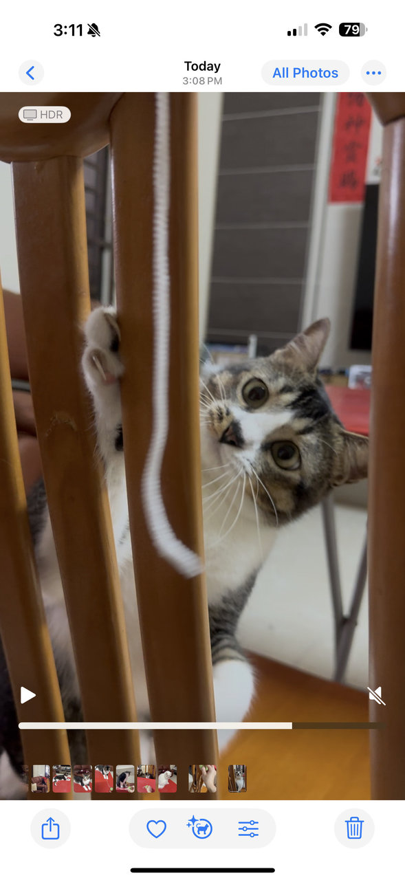 Fufu - Domestic Short Hair Cat