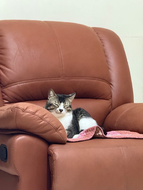 Fufu - Domestic Short Hair Cat